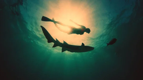 Kadın Maldivler Tropikal Bir Denizde Köpekbalığıyla Dalıp Yüzüyor — Stok fotoğraf