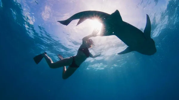 モルジブの熱帯の海で 看護師のサメ ジングリモストマの回覧と女性の無料ダイビングとシュノーケリング — ストック写真