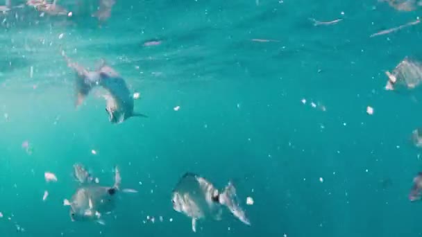 Les Poissons Nagent Dans Mer Vue Sous Marine Poisson Nageant — Video