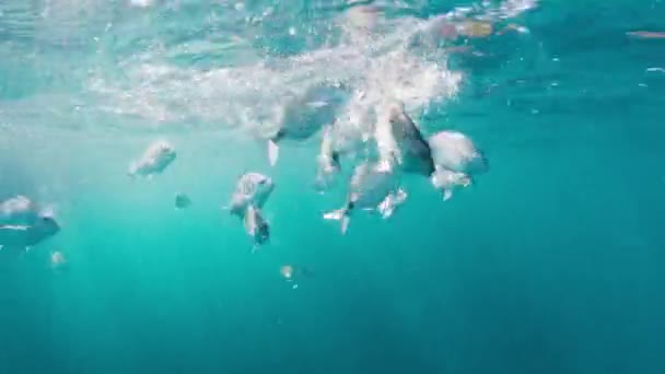 鱼在海里游泳 在蓝水中游泳的鱼的水下视图 — 图库视频影像