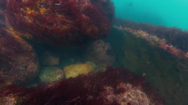 Atlantik Okyanusu 'ndaki resifin sualtı görüntüsü, dipte bulanık soğuk su ve kayalar, etrafta yüzen az sayıda balık var.