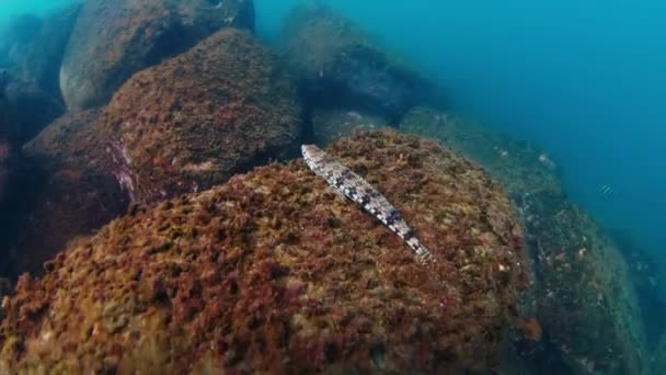 大西洋暗礁的水下景观 阴暗的冷水和底部的岩石 相机靠近时 鱼就逃走了 — 图库视频影像