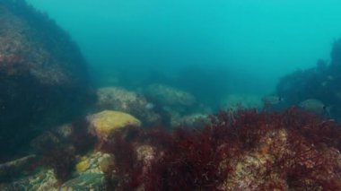 Atlantik Okyanusu 'ndaki resifin sualtı görüntüsü, dipte bulanık soğuk su ve kayalar, etrafta yüzen az sayıda balık var.