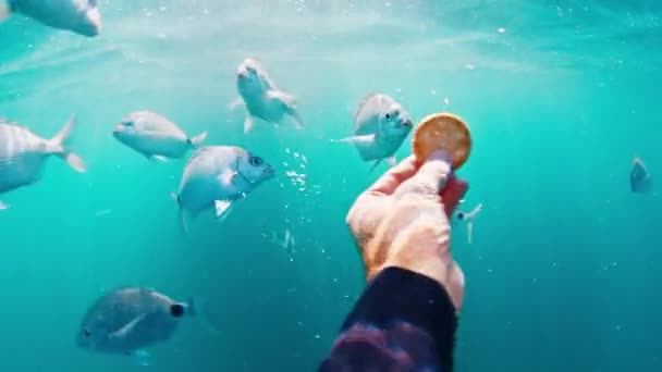 Diver Alimenta Peces Hambrientos Con Galletas Bajo Agua — Vídeos de Stock