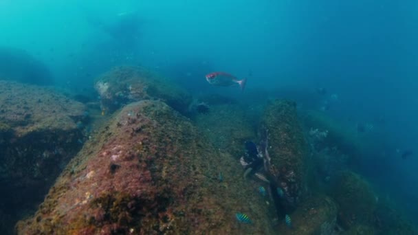 Plongée Brésil Des Poissons Deux Plongeurs Nagent Sous Eau Dessus — Video