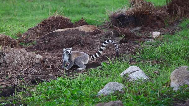 Ringstaartmaki Catta Het Wild Ringstaart Maki Voedt Voedsel Grond Madagaskar — Stockvideo