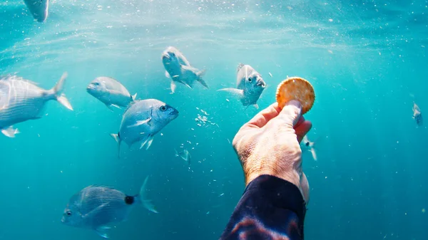 潜水者在水下用饼干喂饥饿的鱼 — 图库照片