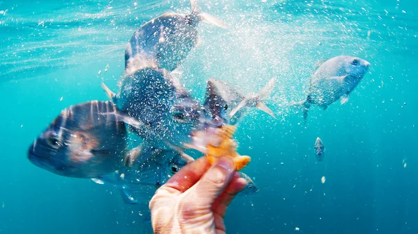 Taucher Füttert Hungrige Fische Mit Keksen Unter Wasser — Stockfoto