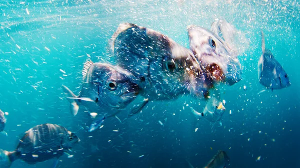 배고픈 물고기는 바다에서 헤엄치고 먹이를 먹는다 — 스톡 사진
