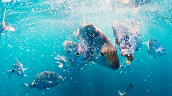 Hladové Ryby Plavou Oceánu Hltají Jídlo — Stock fotografie