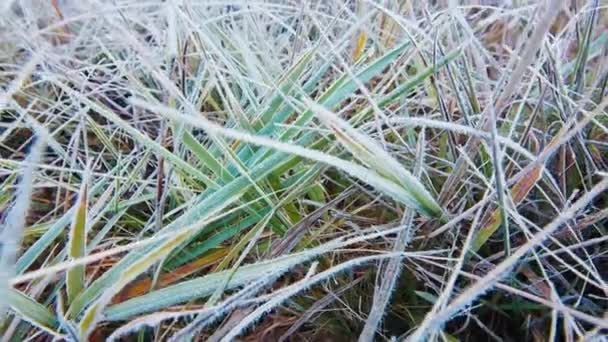 早朝に氷に覆われた植物 — ストック動画