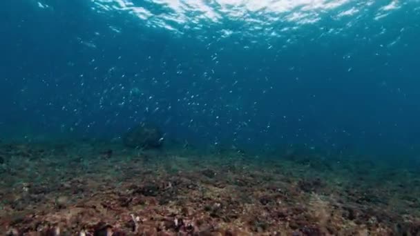 一群鱼在海底的海里游泳 — 图库视频影像