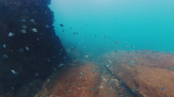 鱼群在岩石附近游来游去 — 图库视频影像
