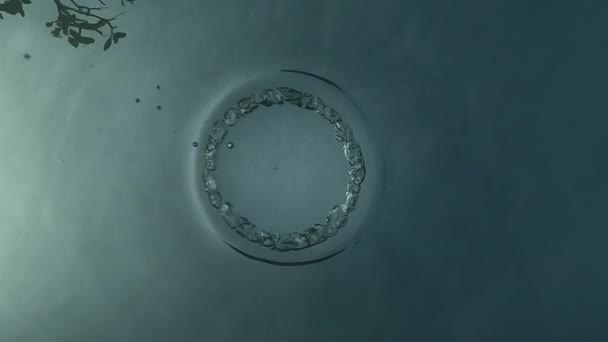 Δαχτυλίδι Φυσαλίδες Ανεβαίνουν Στην Επιφάνεια Μια Πισίνα — Αρχείο Βίντεο