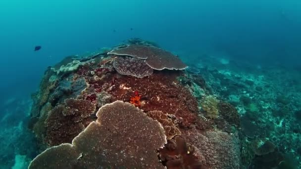 Récif Corallien Avec Coraux Durs Sur Place Nommé Manta Point — Video