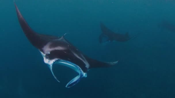 Gian Oceánico Manta Ray Mobula Birostris Nada Lentamente Bajo Agua — Vídeo de stock