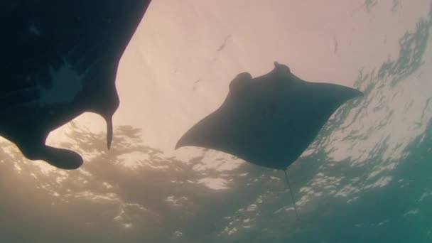 Gian Oceanic Manta Ray Mobula Birostris Slowly Swims Underwater — Stock Video