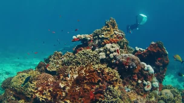 Récif Corallien Avec Coraux Dans Île Nusa Penida Indonésie — Video
