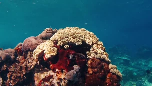 Récif Corallien Avec Coraux Dans Île Nusa Penida Indonésie — Video