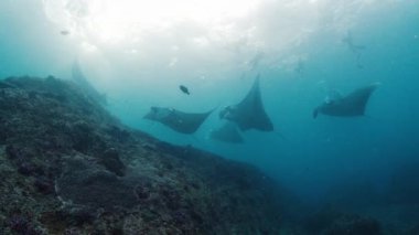 Giant oceanic manta rays or Mobula birostris slowly swim underwater near the cleaning station at Manta Point near Nusa Penida island, Bali, Indonesia