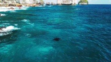 Dev okyanus manta vatozu okyanusta yüzer. Mobula birostris, Nusa Penida adası yakınlarındaki Manta Point 'te yavaşça su altında yüzer. Bali, Endonezya