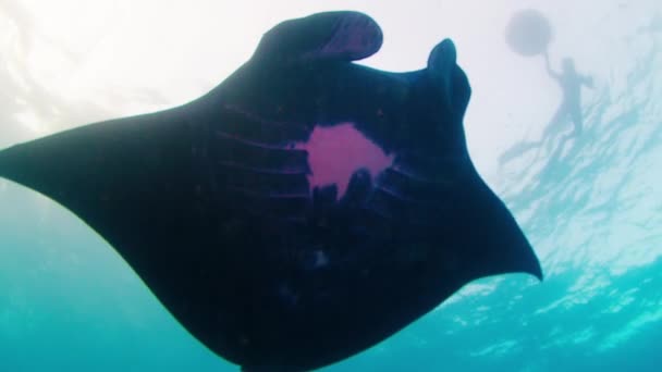Gian Oceanic Manta Ray Mobula Birostris Slowly Swims Underwater Human — Vídeo de stock