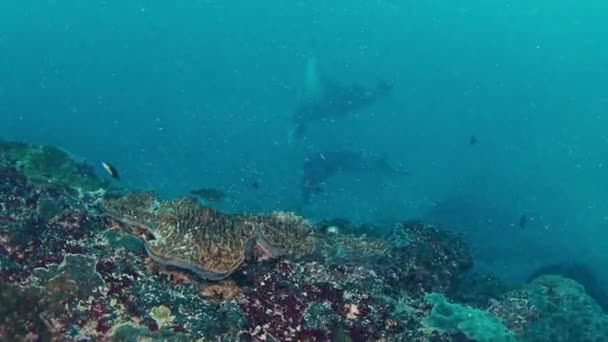Gian Oceanic Manta Rays Mobula Birostris Slowly Swim Underwater Focus — Video