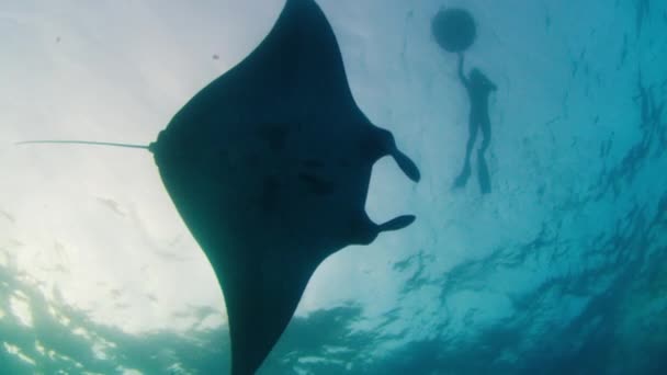 Gian Oceanic Manta Ray Mobula Birostris Slowly Swims Underwater Human — Video