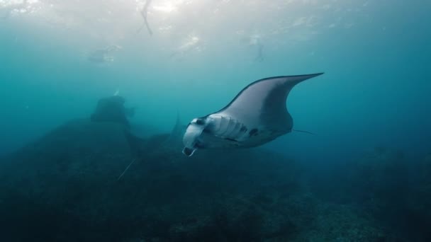 Giant Oceanic Manta Rays Mobula Birostris Slowly Swim Underwater Cleaning — Vídeos de Stock