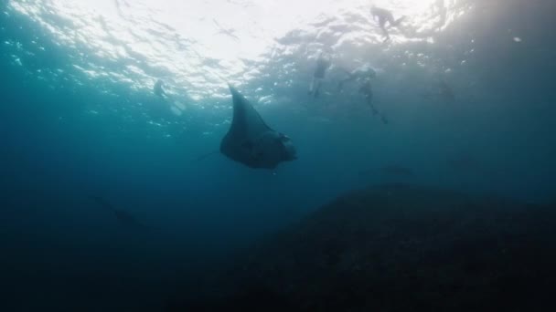 Giant Oceanic Manta Ray Mobula Birostris Slowly Swims Underwater — Video