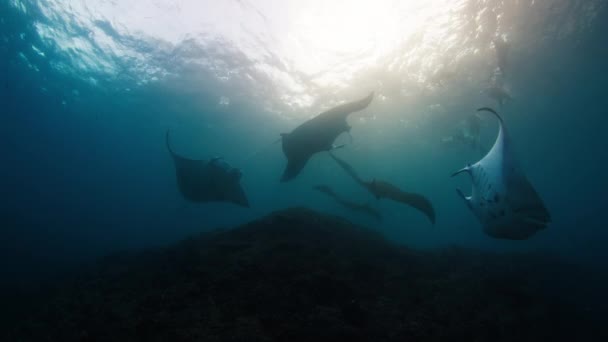 Giant Oceanic Manta Rays Mobula Birostris Slowly Swim Underwater Cleaning — Video Stock