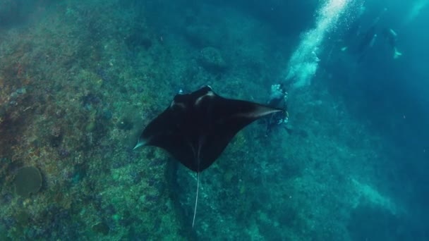Giant Oceanic Manta Ray Mobula Birostris Slowly Swims Underwater Group — Stock Video