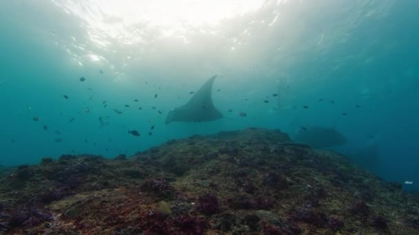 Giant Oceanic Manta Rays Mobula Birostris Slowly Swim Underwater Cleaning — Stok Video