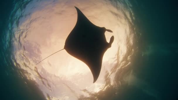 Giant Oceanic Manta Ray Mobula Birostris Slowly Swims Underwater Cleaning — Vídeo de stock