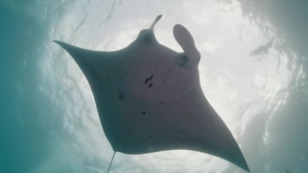 Giant Oceanic Manta Ray Mobula Birostris Slowly Swims Underwater Cleaning — Stok video