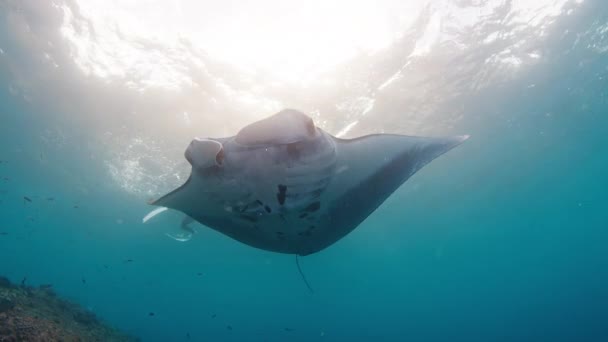 Giant Oceanic Manta Ray Mobula Birostris Slowly Swims Underwater Cleaning — Stock Video