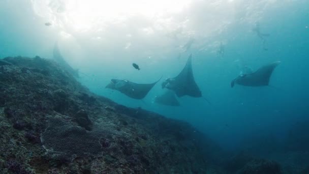 Giant Oceanic Manta Rays Mobula Birostris Slowly Swim Underwater Cleaning — Vídeo de stock