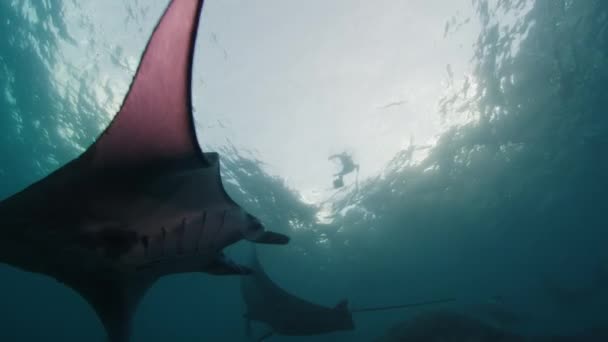 Rayo Oceánico Gigante Del Manta Birostris Mobula Nada Lentamente Bajo — Vídeos de Stock