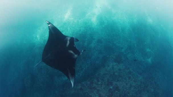 Giant Oceanic Manta Ray Mobula Birostris Slowly Swims Underwater — Vídeo de stock