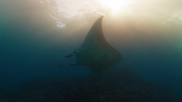 Kæmpe Oceaniske Manta Ray Eller Mobula Birostris Svømmer Langsomt Vandet – Stock-video
