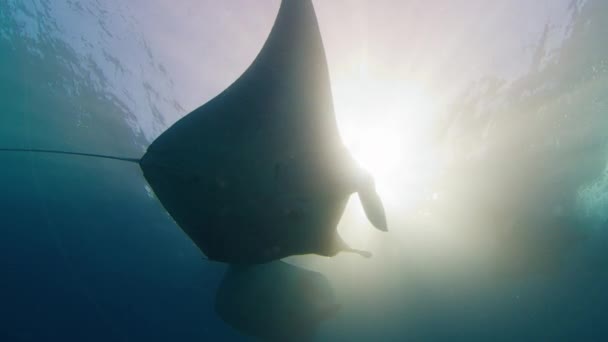 巨大的海洋曼塔射线 Mobula Birostris 缓慢地游到摄像机旁边的水下 — 图库视频影像