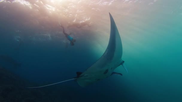 Giant Oceanic Manta Ray Mobula Birostris Slowly Swims Underwater Next — Stock Video