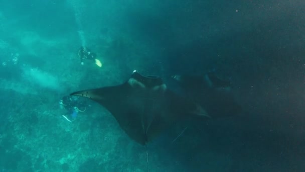 Giant Oceanic Manta Ray Mobula Birostris Slowly Swims Underwater Group — Vídeo de stock