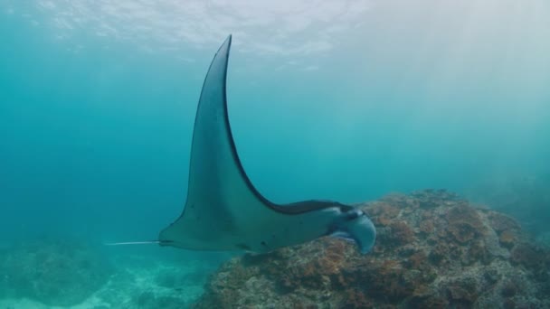 Rayo Oceánico Gigante Del Manta Birostris Mobula Nada Lentamente Bajo — Vídeos de Stock