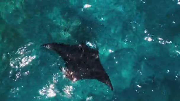 Giant Oceanic Manta Ray Aerial View Mobula Birostris Slowly Swims — Vídeo de stock