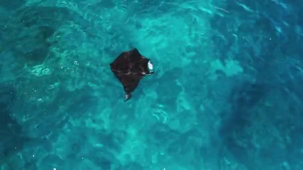 Giant Oceanic Manta Ray Aerial View Mobula Birostris Slowly Swims — Video