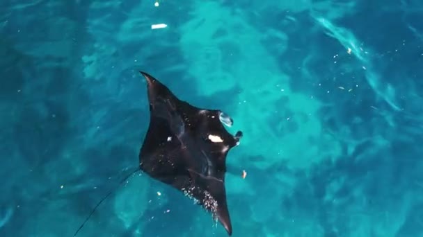 Giant Oceanic Manta Ray Swims Polluted Water Plastic Trash Mobula — Stok video
