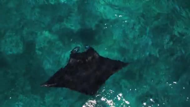 Giant Oceanic Manta Ray Aerial View Mobula Birostris Slowly Swims — Video
