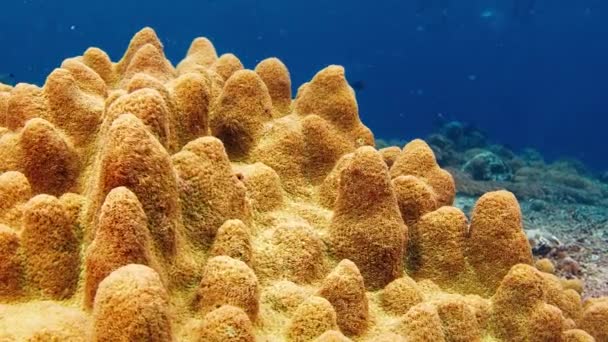 健康的珊瑚礁与珊瑚 印度尼西亚巴厘努沙佩尼达岛附近的珊瑚礁 — 图库视频影像