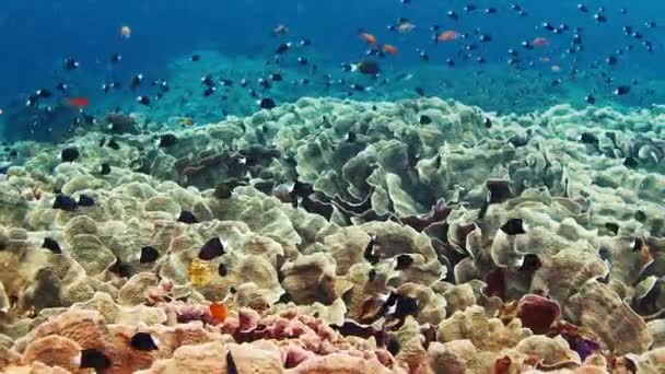 Egészséges Korallzátony Korallokkal Halakkal Zátony Közel Nusa Penida Szigetéhez Balin — Stock videók